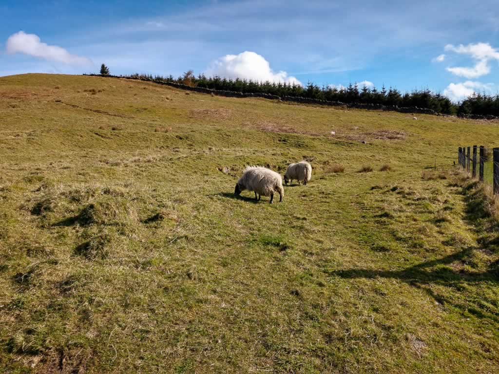 castle campbell 02 sheep