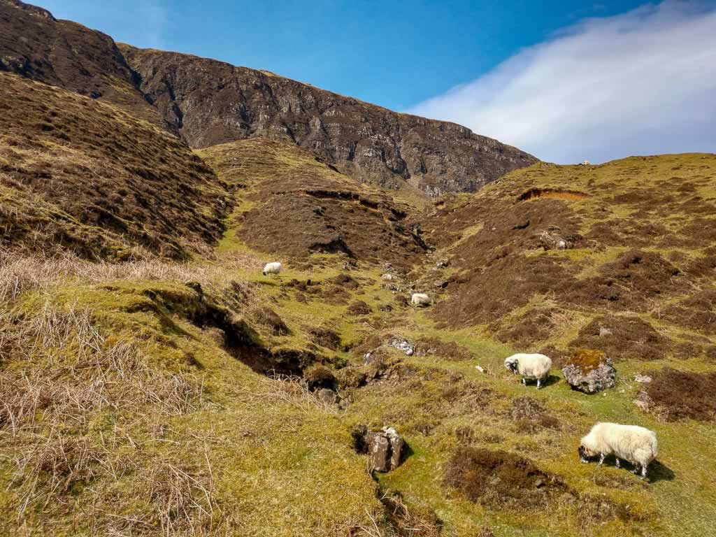 isle of skye 24 quiraing sheep
